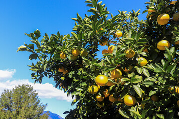 Clear blue skies and ripe mandarin oranges.