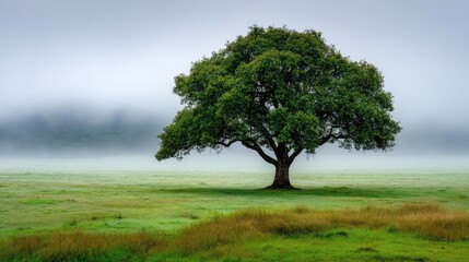 Fototapeta premium Mental clarity on self recovery and peace balance concept. A solitary tree stands in a serene, misty green landscape.