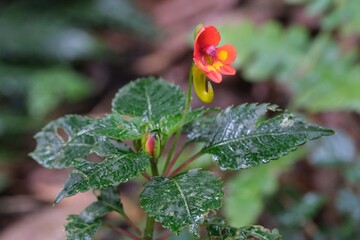 Close up of amazing flower of Impatiens kilimanjari, also known as Kilimanjaro impatiens or elephant trumpet flower. It is endemic plant from Kilimanjaro.