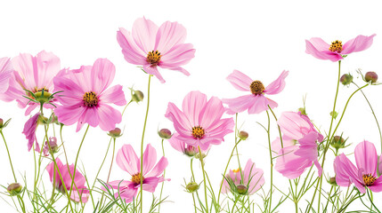 Cosmos Flowers with White Background
