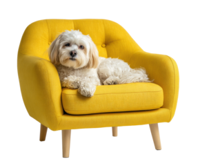 Cozy dog resting on a modern yellow chair in a bright room on a transparent background, cut out