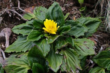 Close up of yellow flower of Haplocarpha rueppellii, met on Mount of Kilimanjaro
