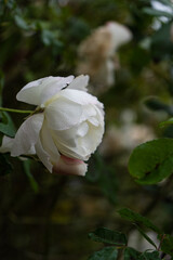 Rose plant flowering in the raining day