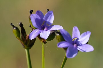 Close up of blue flower of Aristea ecklonii (common names: blue flies, blue stars, blue-eyed iris,...