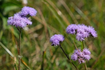 Close up of purple flowers of Ageratum houstonianum, also known as floss flower, met on Mount Kilimanjaro