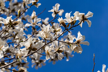 Blooming white magnolia tree in the spring park
