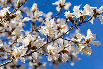 Blooming white magnolia tree in the spring park