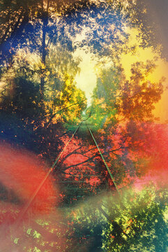 sunset in the forest