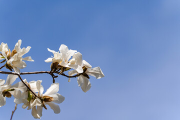 Blooming white magnolia tree in the spring park