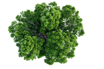 Lush Green Canopy Aerial View of Dense Tree Foliage with Vivid Leaves for Nature and Environment Themes