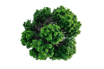 Obraz premium Aerial view of lush green tree against clear white background for nature and environmental concepts