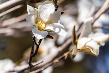 Blooming white magnolia tree in the spring park
