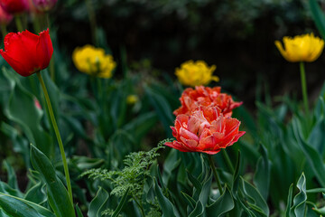 Brightly coloured tulip flowers in the spring garden