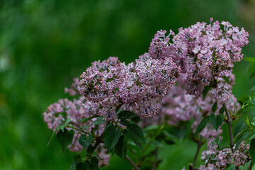 Blooming lilac bush in the spring garden