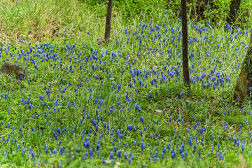 Bright blue wild grape hyacinth flowers in the spring wood