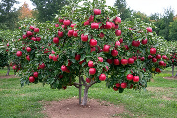 Ripe apple tree thriving in a vibrant fruit orchard