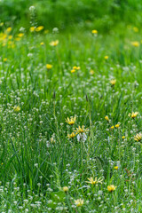 Seasonal spring meadow with fresh grass