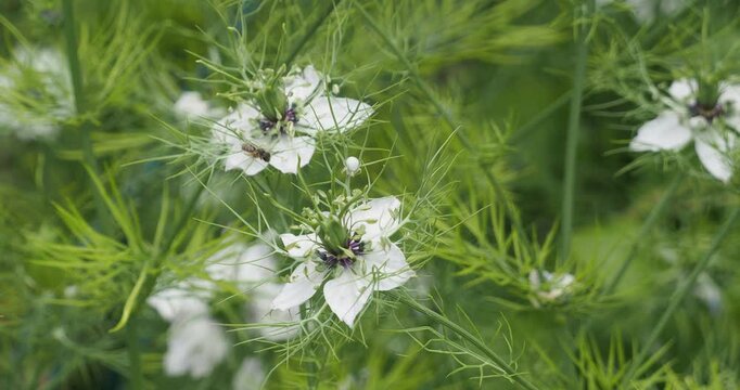 (Nigella damascena) Pretty silhouette of elegant white flowers of devil in the bush above finely cut foliage on long supple stems 
