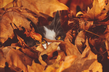Cat among the leaves