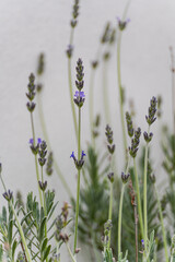 Close up of lavender flower in the garden
