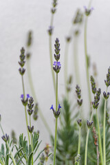 Close up of lavender flower in the garden