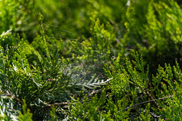 Evergreen border bush with spider net