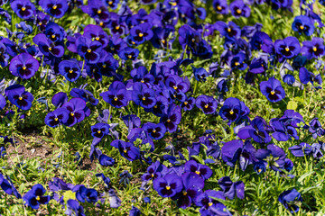 Bright blue viola flowers in the meadow