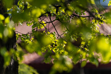 New leaves on the tree in early spring