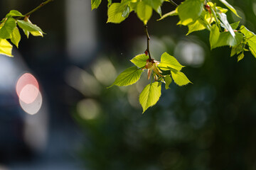 New leaves on the tree in early spring