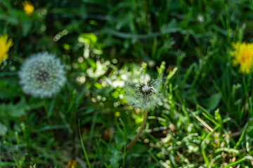 Dandelion in the meadow with fresh juicy grass