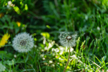 Dandelion in the meadow with fresh juicy grass
