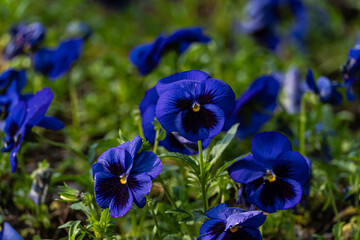Bright blue viola flowers in the meadow