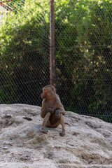 Sad bonnet macaque in the zoo garden