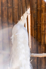 White peacock bird in the park