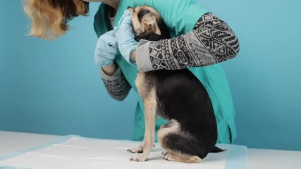 veterinary nurse brushing dog's teeth, pet dental care in medical office, veterinarian ensuring animal wellness with toothbrush cleaning