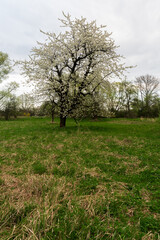 Obraz premium Blossoming apple tree with grass around