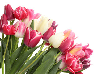 Beautiful colorful tulip flowers on white background