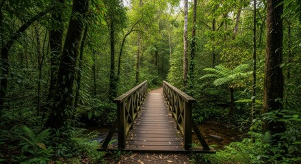 Obraz premium Wooden footbridge through lush rainforest foliage.