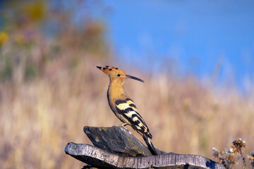 Hoopoe perched on a stone.