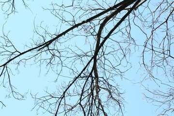 Tree with bare branches under blue sky, bottom view