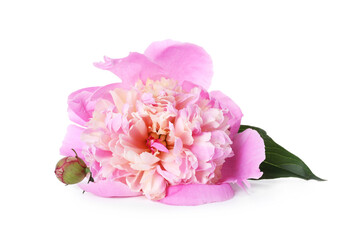 One beautiful pink peony flower isolated on white