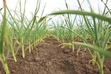 Garlic plants growing in vegetable garden, closeup