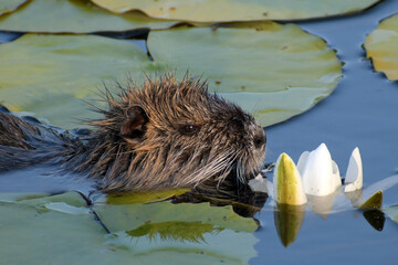 biberratte