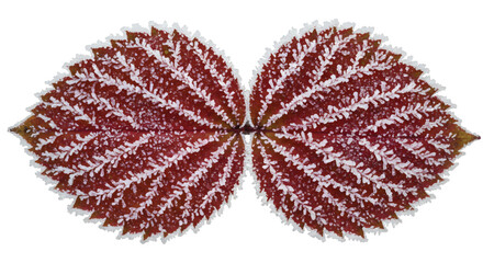 Frosted Autumn Leaves | Icy Red Foliage on White

