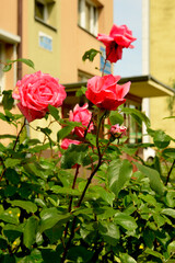 Różowe róże © Dariusz Dziuda