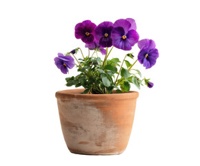 Beautiful purple pansies growing in a terracotta pot, cut out transparent
