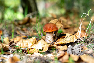 Macro photo of wild mushrooms cluster in German forest Bavaria nature details and textures