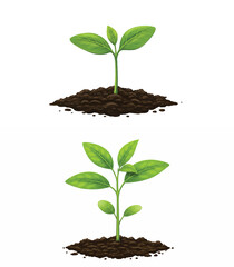 Growing Sprout in Soil
