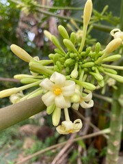 Fototapeta premium Close-up of Papaya Flowers Blooming on the Tree in Natural Garden