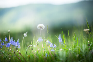 Wild green grass with flowers and dandelions in the mountains at sunset. Summer nature background.